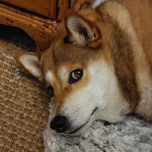 Mocha - Chief Side-Eye Officer at Quirk and Quill
